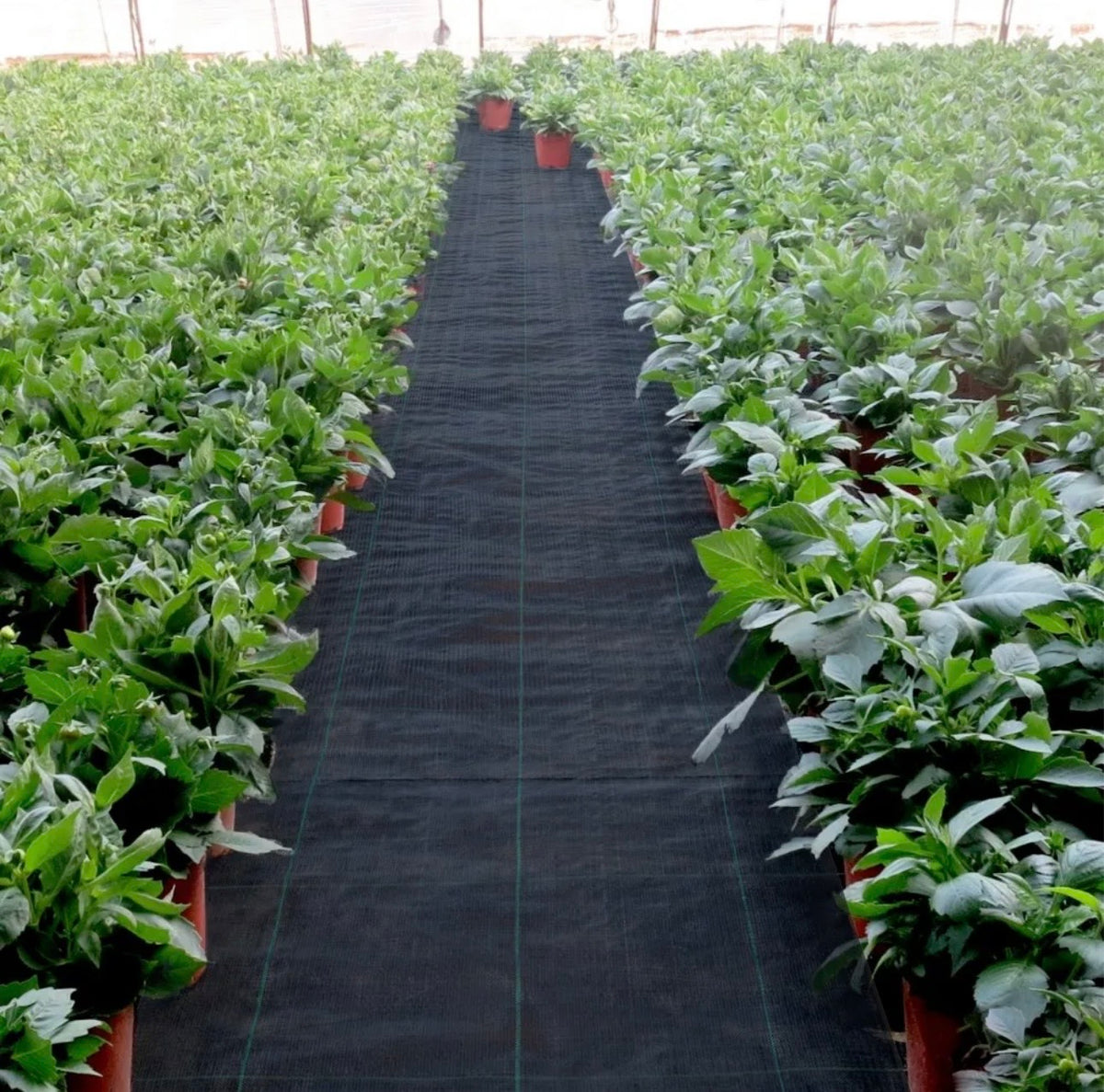 VEVOR weed barrier fabric greenhouse walkway application